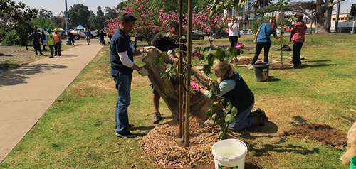 People planting trees at a park