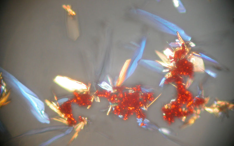 Heroin crystals under a microscope