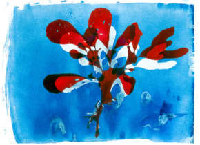 Archival digital print of Opuntiella and its Cyanotype by artist Josie Iselin