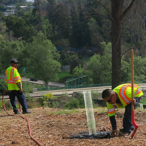 City staff planting trees on a hilltop