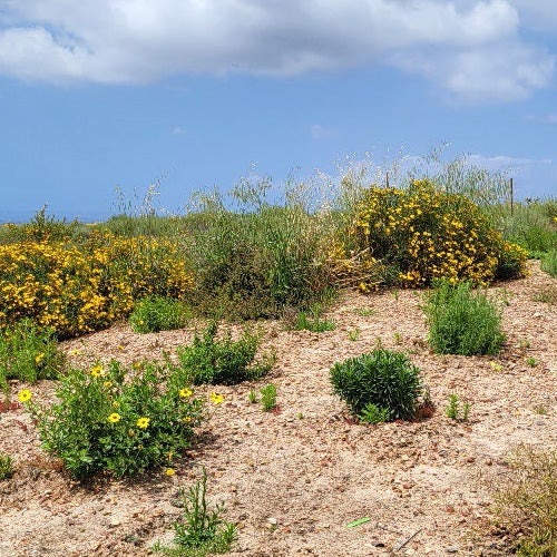 A field covered with brush by Robinhood Ridge in Otay Mesa 