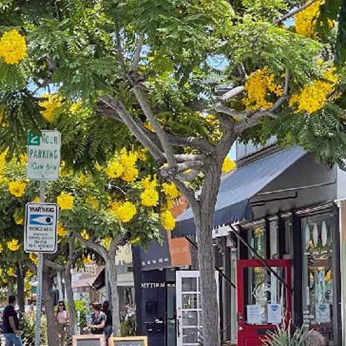 Trees providing shade over a sidewalk and storefronts