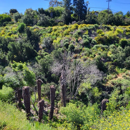 A healthy watershed habitat with brush