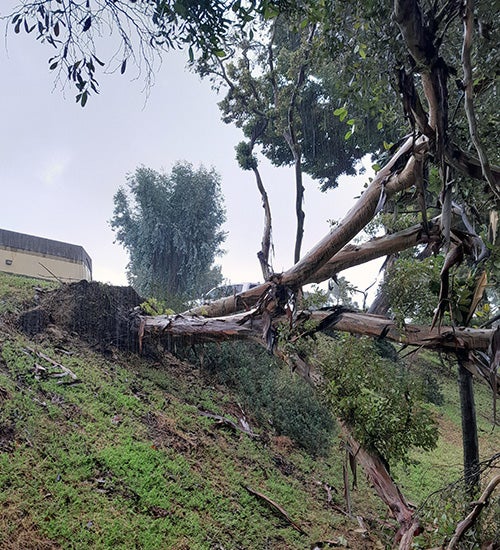 A fallen tree on an embankment during a storm