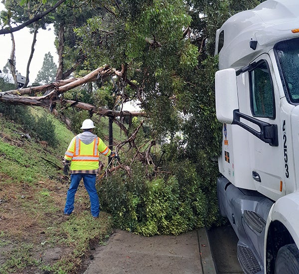 A City employee inspecting a fallen tree