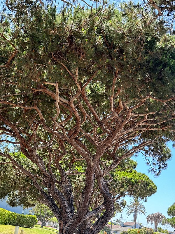 A tall tree at a park