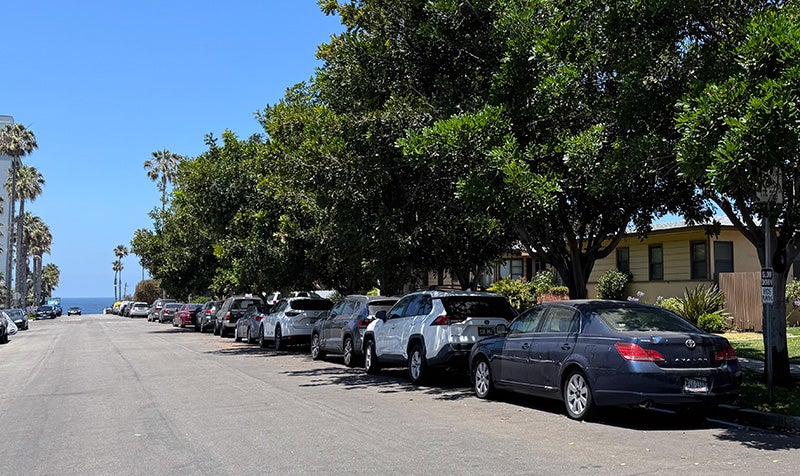 Trees along Chalcedony Street in Pacific Beach