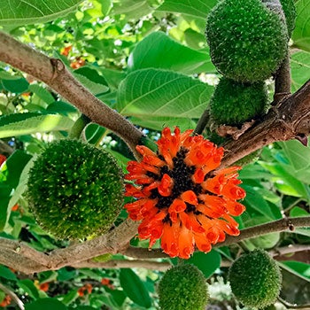 Paper Mulberry (Broussonetia papyrifera)