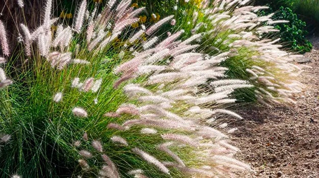 Fountain Grass (Pennisetum setaceum)