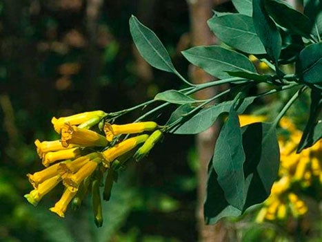 Tree Tobacco (Nicotiana glauca)