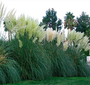 Pampas Grass (Cortaderia selloana)