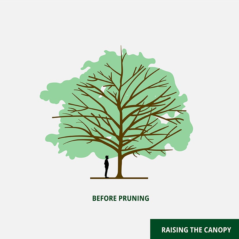 Before Pruning diagram