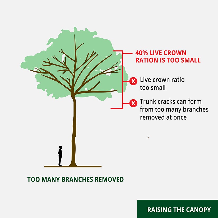 Live crown ration diagram