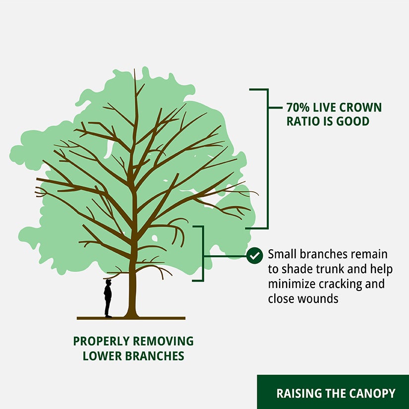 Properly removing lower branches diagram