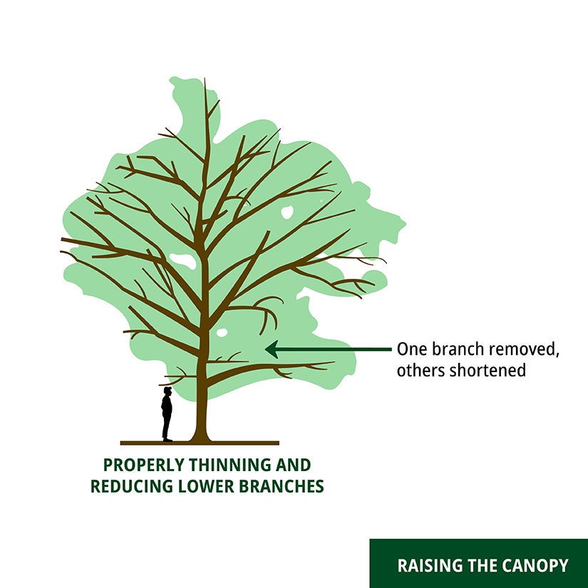 Properly thinning diagram