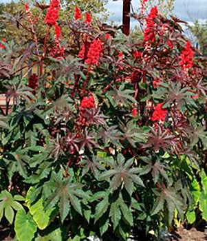 Castor Bean (Ricinus communis)