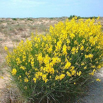 Spanish Broom (Spartium junceum)