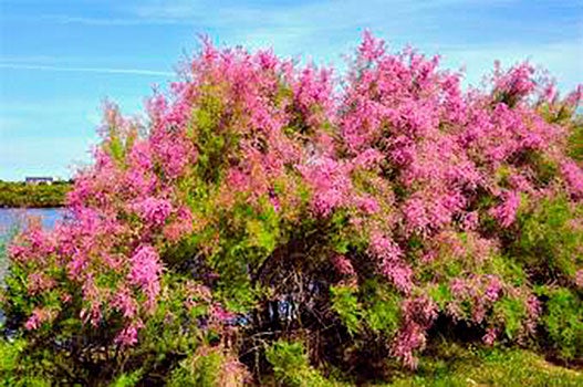 Tamarisk (Tamarix spp)