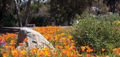Bright flowers at Paradise Hills Park