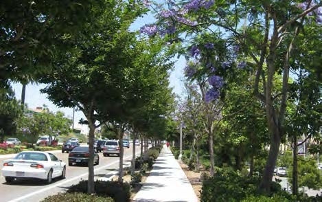 Street Trees