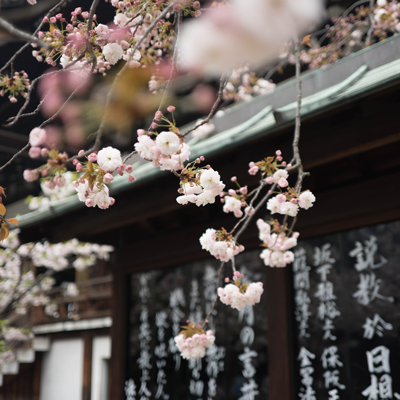 Pink cherry blossoms with temple in background