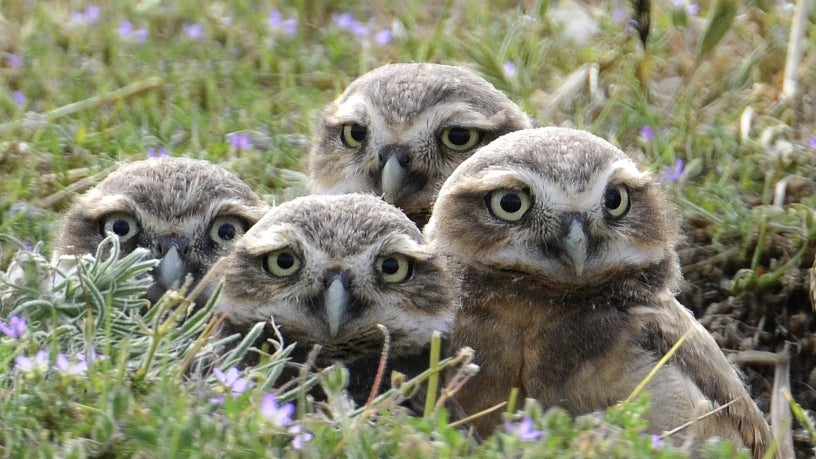 Owls