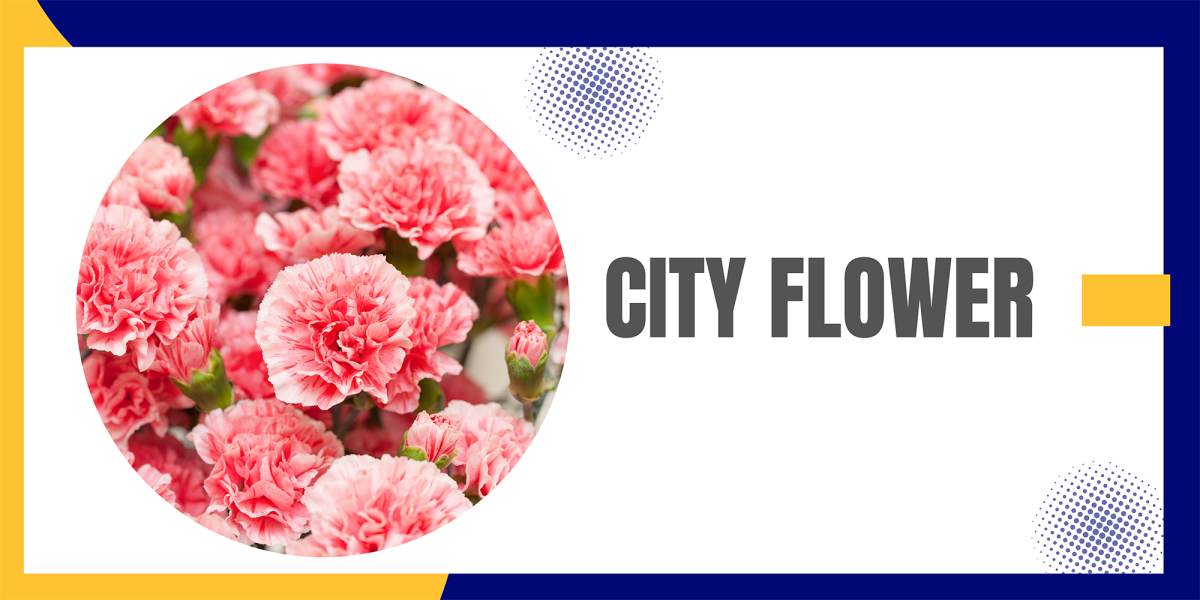 City Flower Carnation