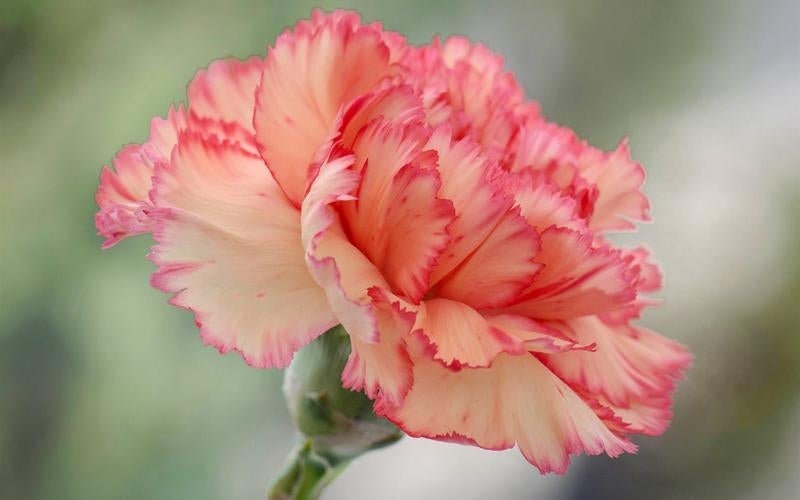 Carnation