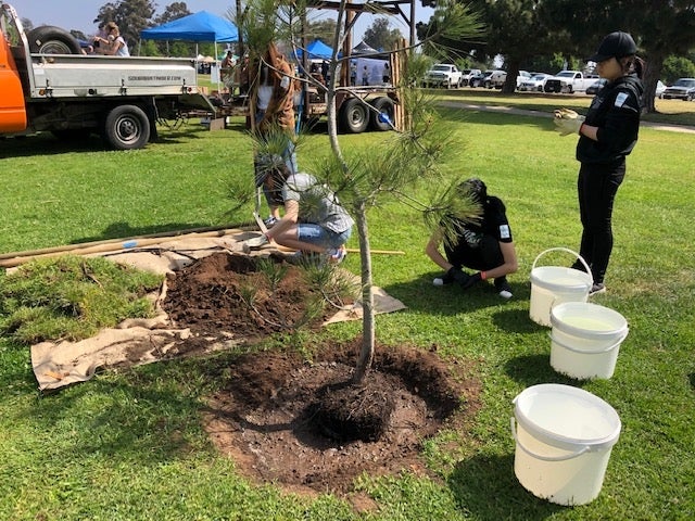 Tree Planting