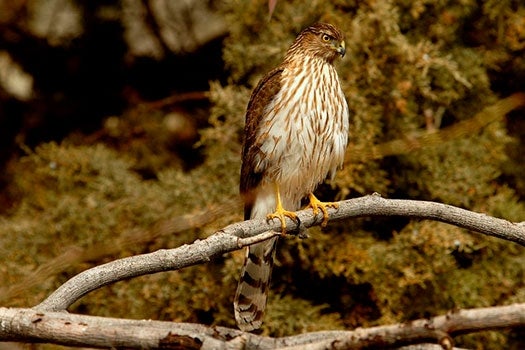 Cooper’s Hawk