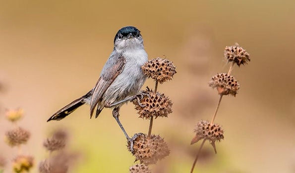 California Gnatcatcher