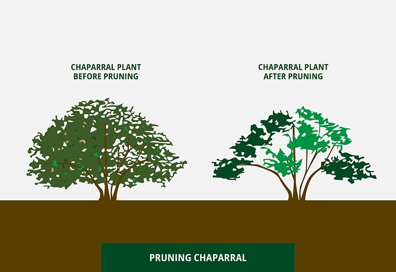 Pruning chaparral diagram