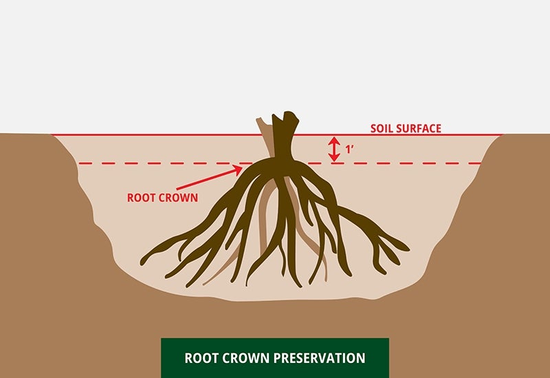 root crown preservation diagram