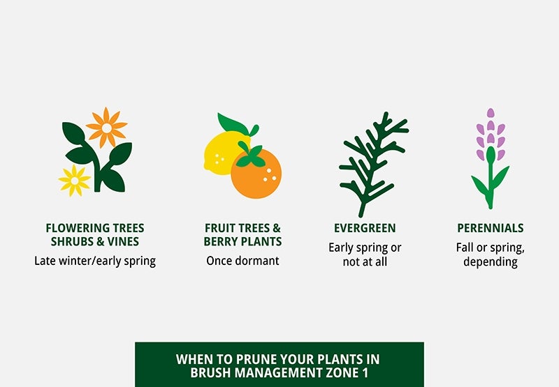 When to prune your plants diagram