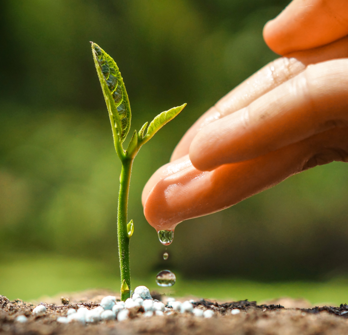 Sprout coming from the ground with a hand dripping water on it