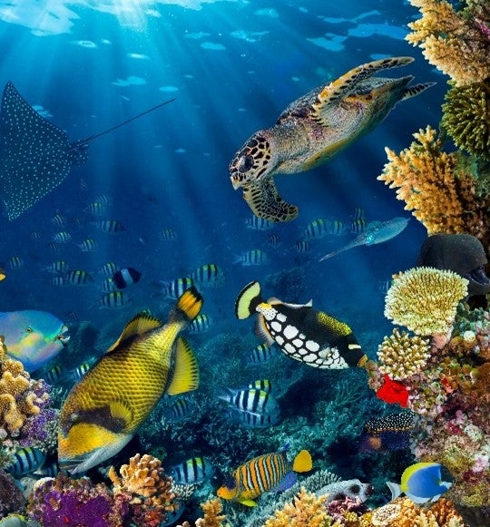 Colorful fish and a turtle swimming underwater amongst coral