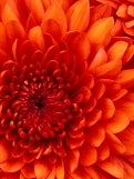 Chrysanthemum