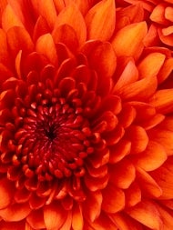 Chrysanthemum