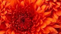 Chrysanthemum