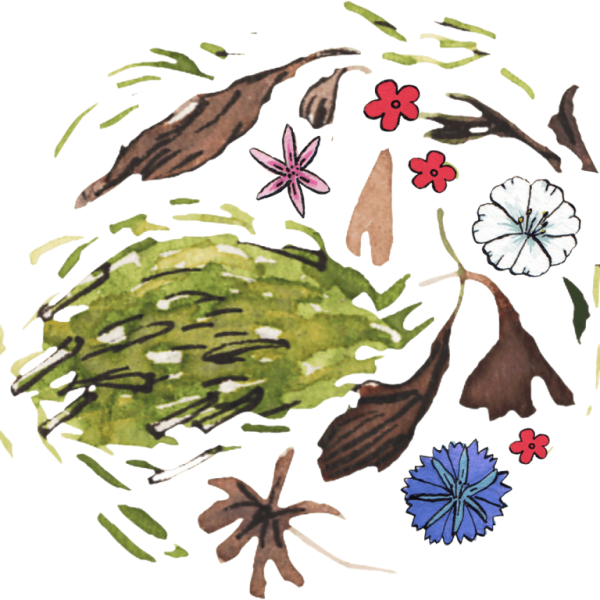 Grass and Flowers