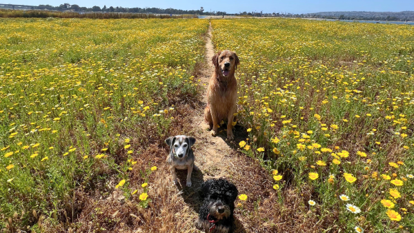 Dogs at play on Fiesta Island