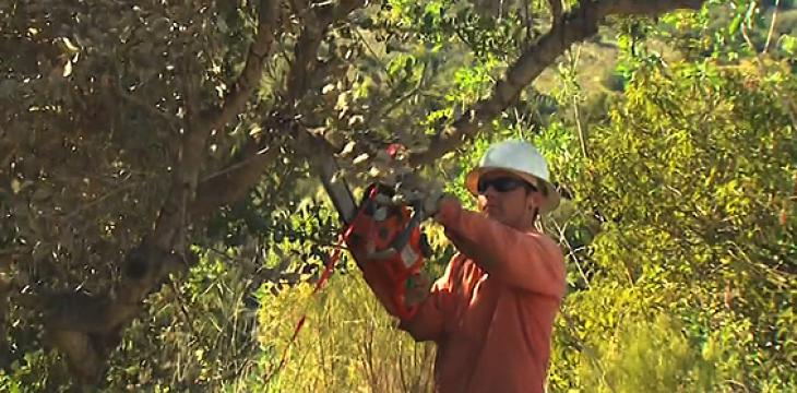 Photo of Tree Trimming