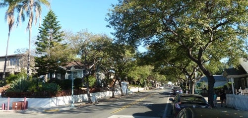 Trees along Fern Street in South Park